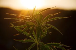 Eine grüne Cannabispflanze ist in Nahaufnahme zu sehen. Die Blätter sind ausgebreitet und haben gezackte Ränder. Im Hintergrund geht die Sonne unter, wirft einen warmen Schein und erzeugt einen Silhouetteneffekt auf der Pflanze. Die Gesamtszene hat eine natürliche und ruhige Atmosphäre.